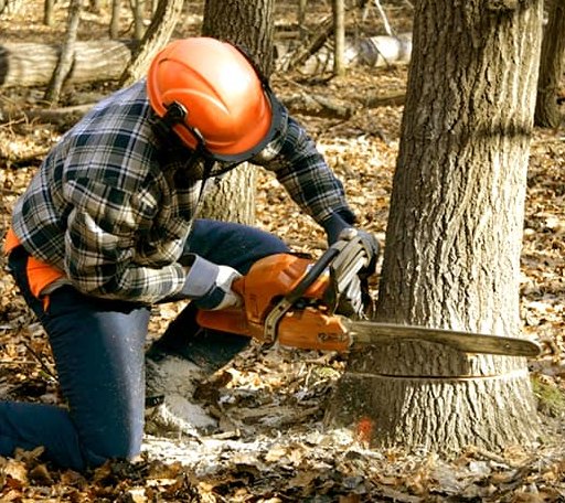 Tree Removal in Haskell, TX